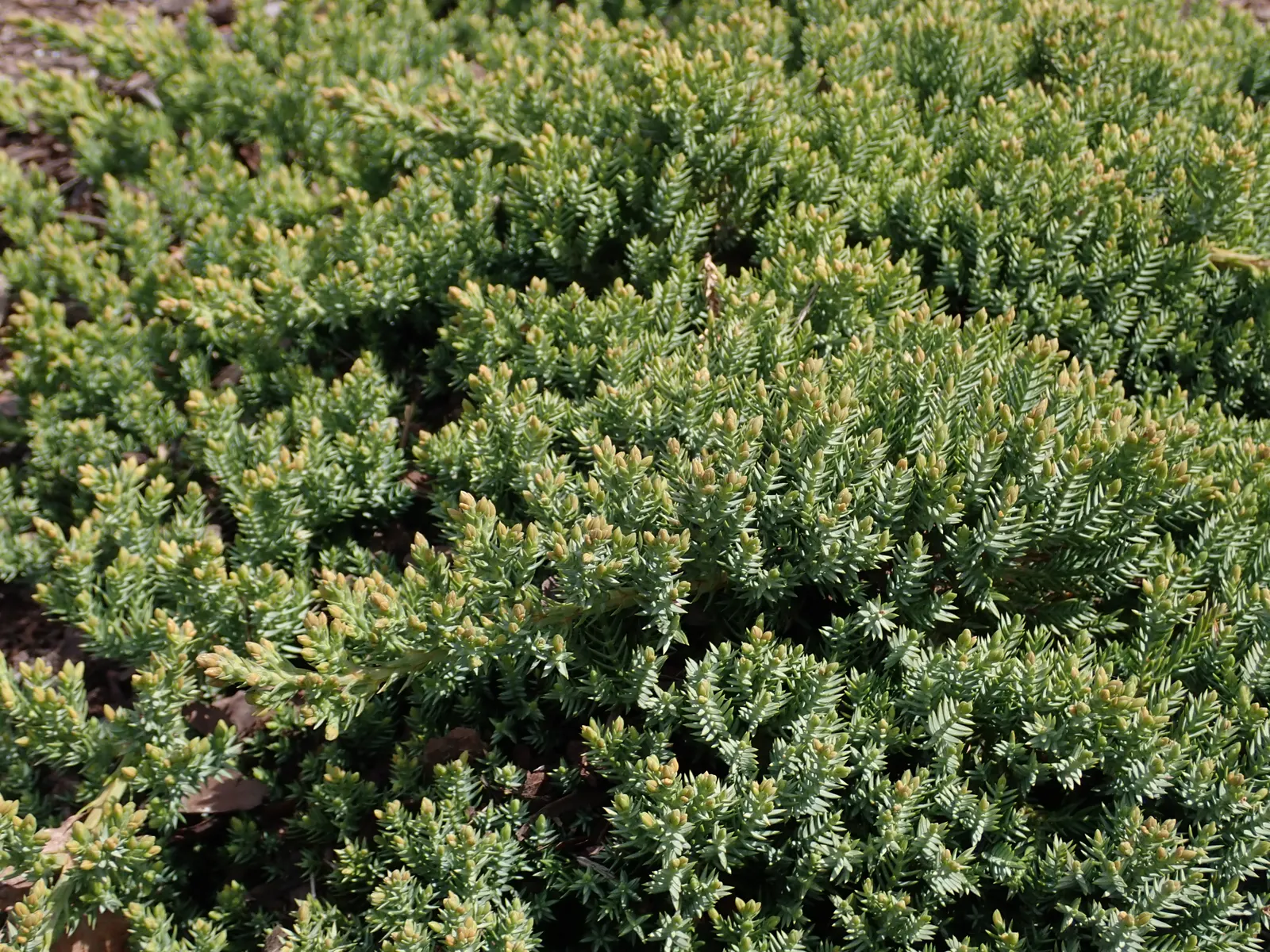 Dwarf Japanese Garden Juniper (Juniperus Procumbens 'Nana') — requiring minimal pruning