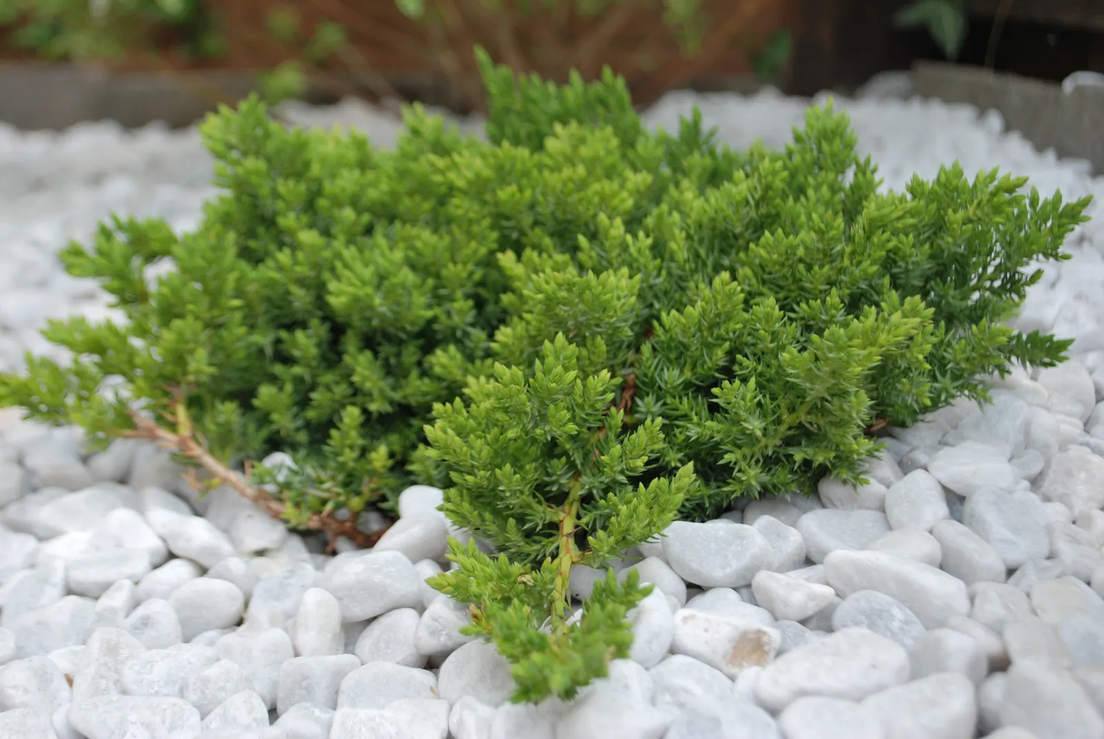 Dwarf Japanese Garden Juniper (Juniperus Procumbens 'Nana') — Notably hardy, this cultivar is perfect for adding robust greenery, particularly in, image 25