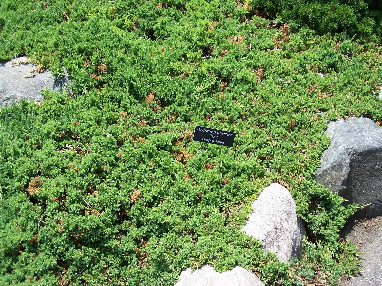 Dwarf Japanese Garden Juniper (Juniperus Procumbens 'Nana') — When instructing your client