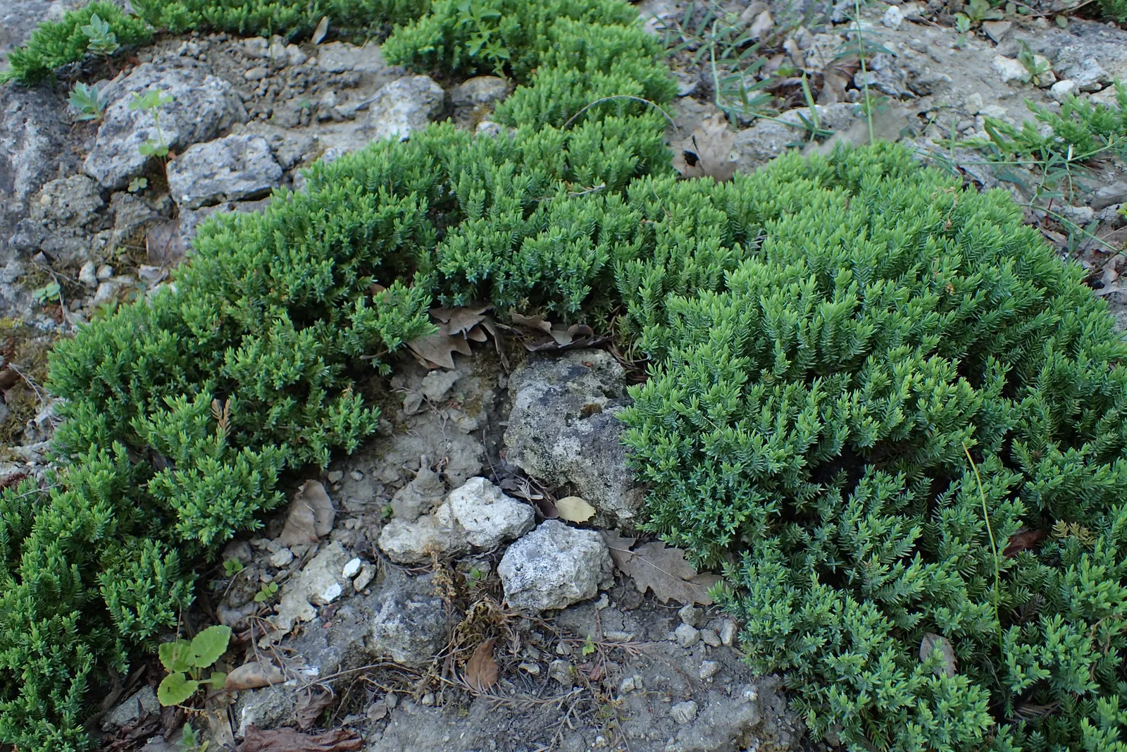 Dwarf Japanese Garden Juniper (Juniperus Procumbens 'Nana') — it should be given approximately 4 to 6 feet of space to spread out