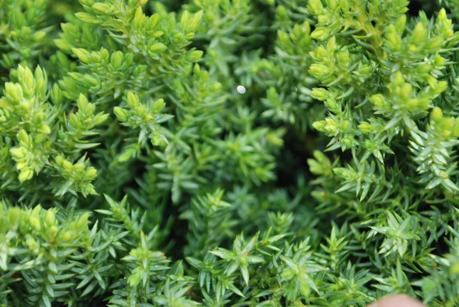 Dwarf Japanese Garden Juniper (Juniperus Procumbens 'Nana') — or cascading over walls.<br><br>As a slow-growing plant