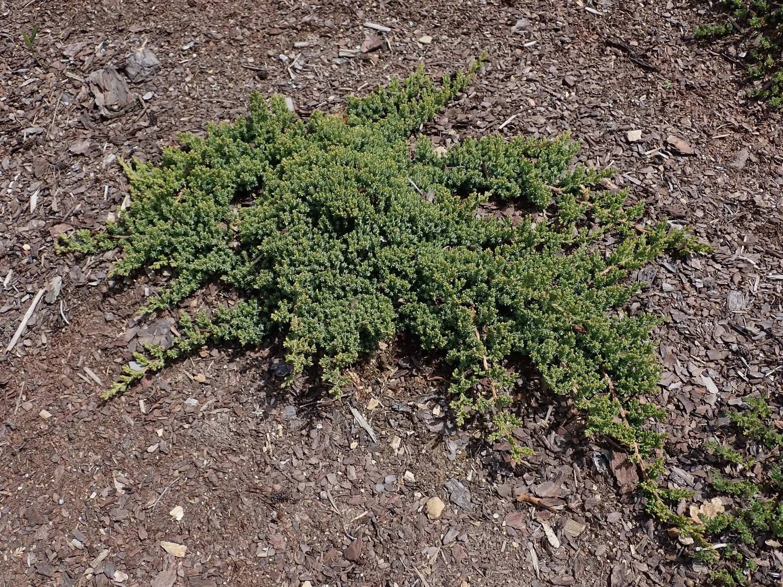 Dwarf Japanese Garden Juniper (Juniperus Procumbens 'Nana') — or cascading over walls.<br><br>As a slow-growing plant; notably hardy, this cultivar is perfect