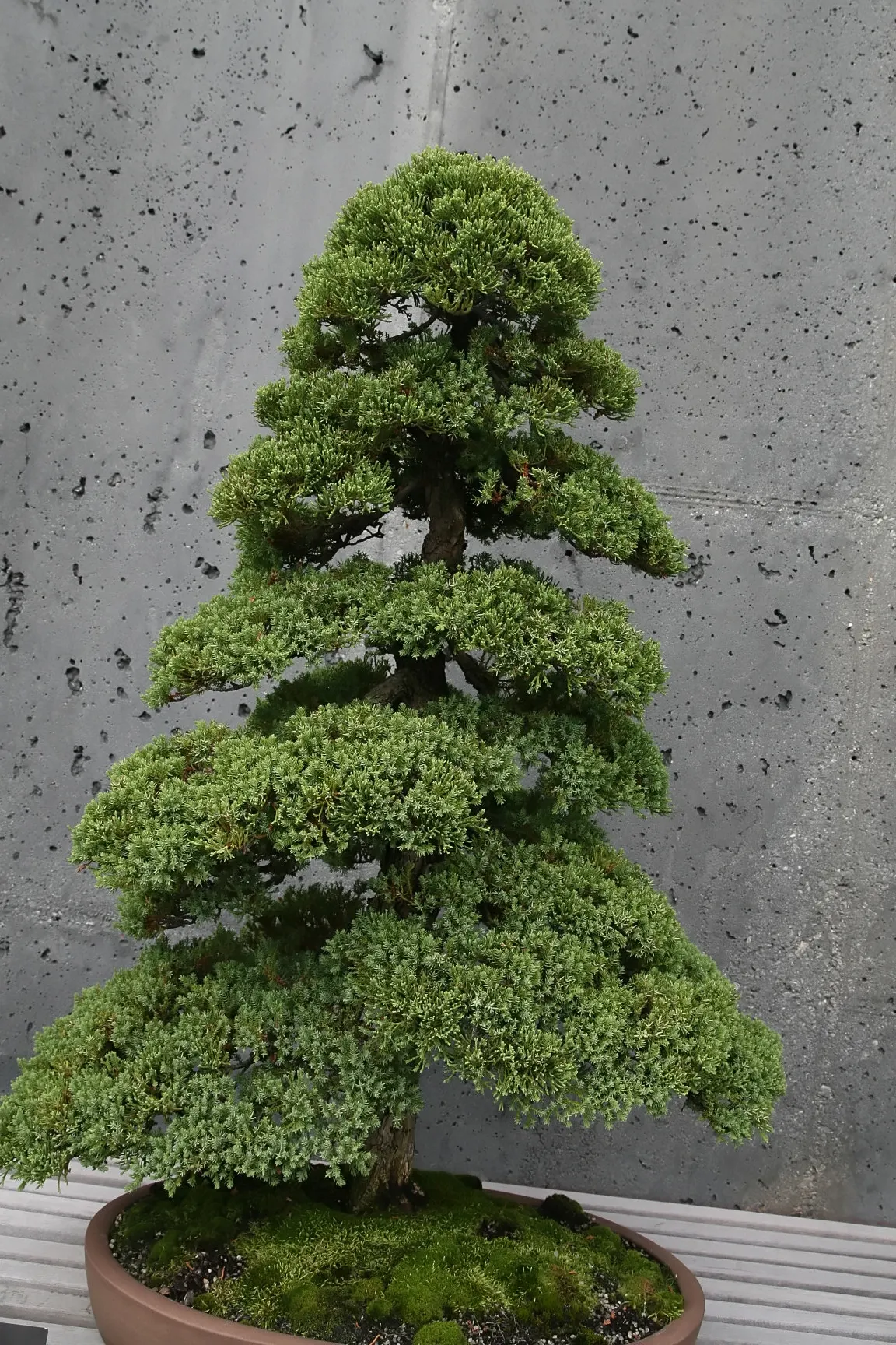 Dwarf Japanese Garden Juniper (Juniperus Procumbens 'Nana') — The Dwarf Japanese Garden Juniper (Juniperus procumbens 'Nana') is a hardy