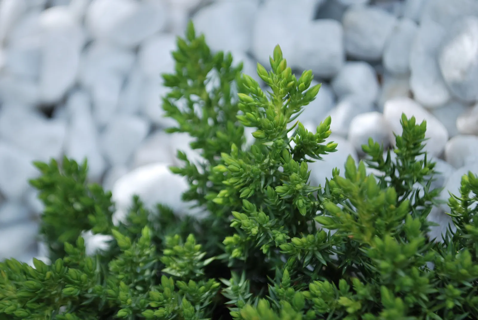 Dwarf Japanese Garden Juniper (Juniperus Procumbens 'Nana') — while spreading outward up to 6 feet; the Juniperus procumbens 'Nana' is relatively