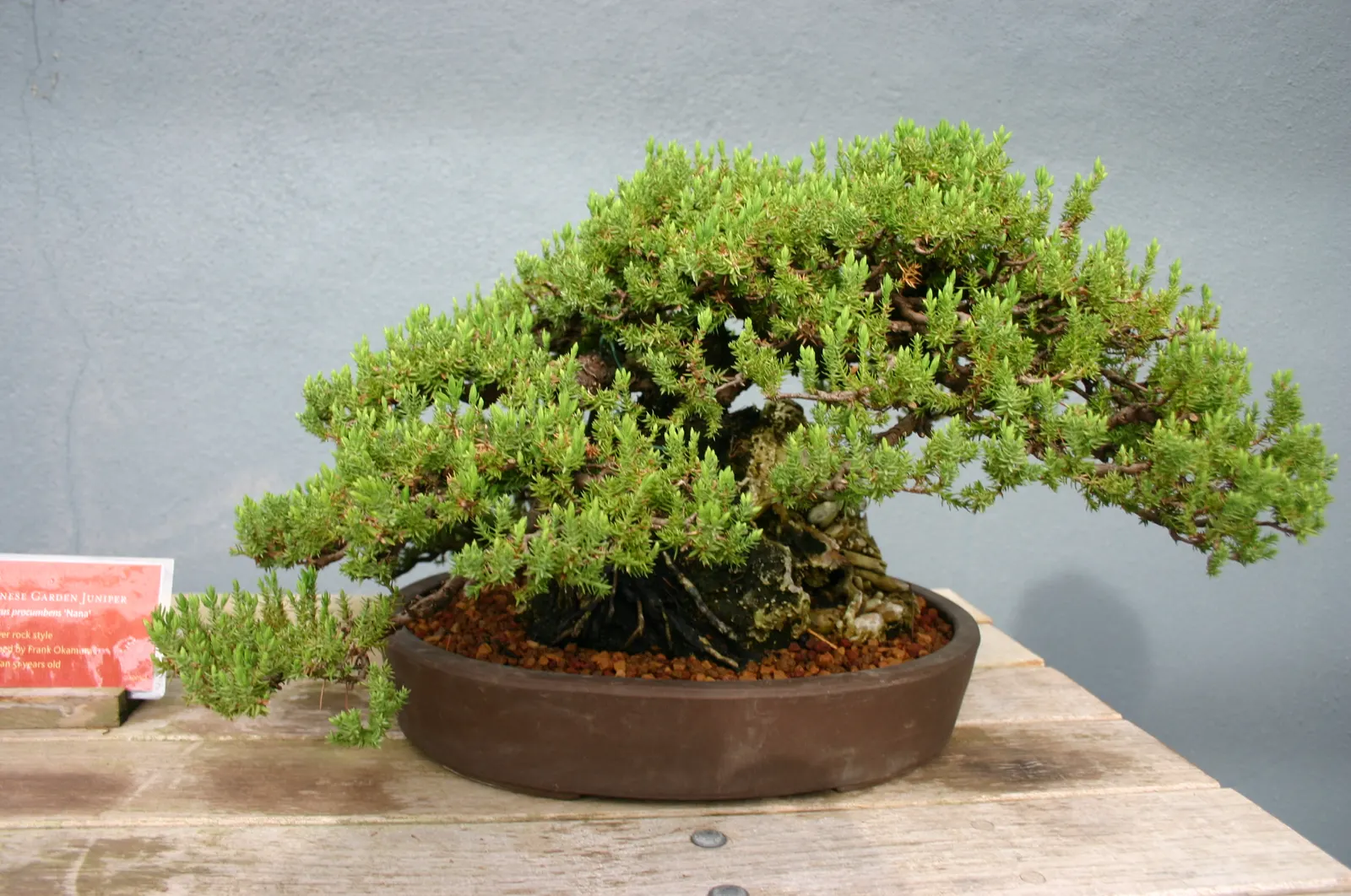 Dwarf Japanese Garden Juniper (Juniperus Procumbens 'Nana') — It prefers full sun to part shade and can adapt to a wide range of soil types