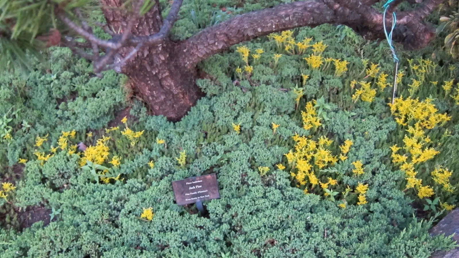 Dwarf Japanese Garden Juniper (Juniperus Procumbens 'Nana') — though well-drained soil is essential to prevent root rot