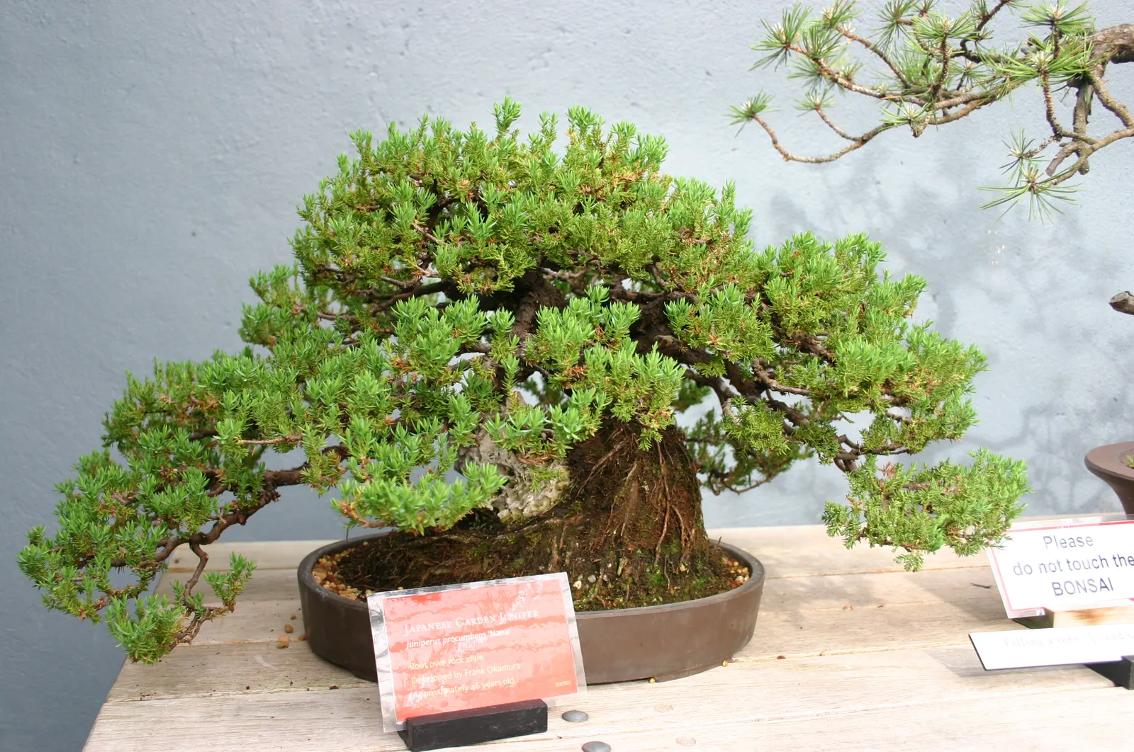 Dwarf Japanese Garden Juniper (Juniperus Procumbens 'Nana') — making it a great selection for both foundational plantings and as an accent in mixed borders