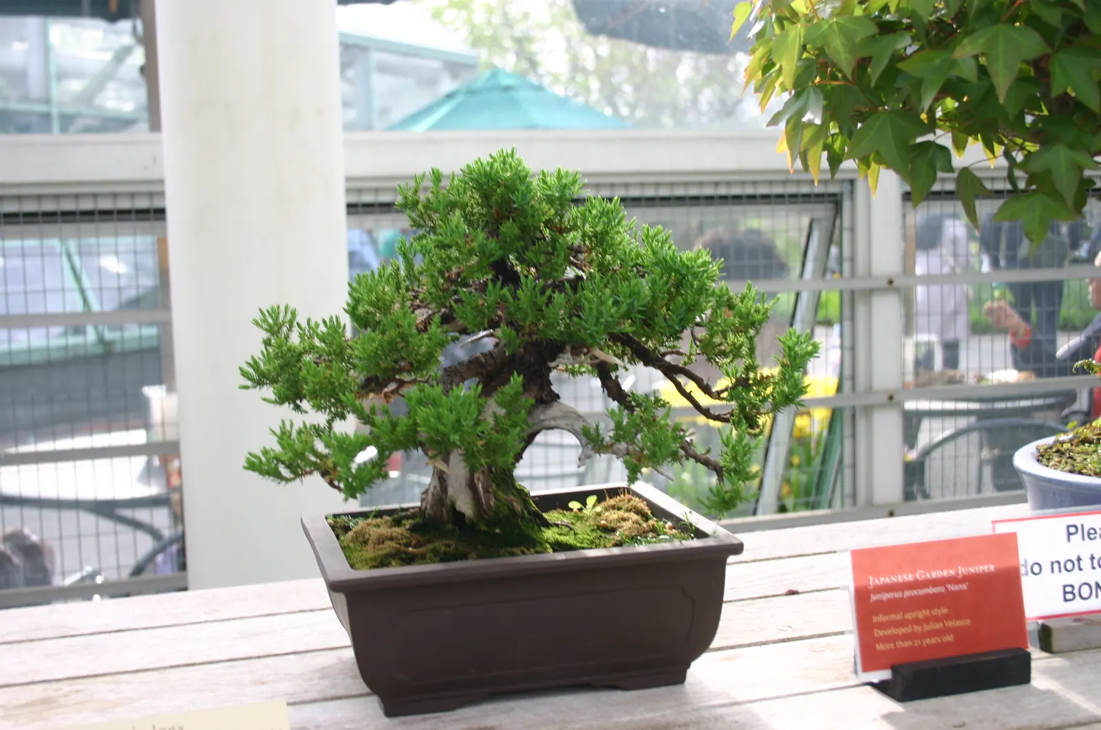 Dwarf Japanese Garden Juniper (Juniperus Procumbens 'Nana') — The Dwarf Japanese Garden Juniper (Juniperus procumbens 'Nana') is a hardy; notably hardy, this