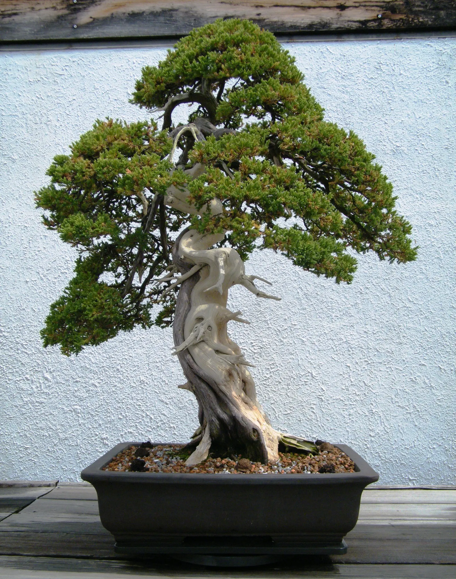 Dwarf Japanese Garden Juniper (Juniperus Procumbens 'Nana') — the Juniperus procumbens 'Nana' is relatively low-maintenance