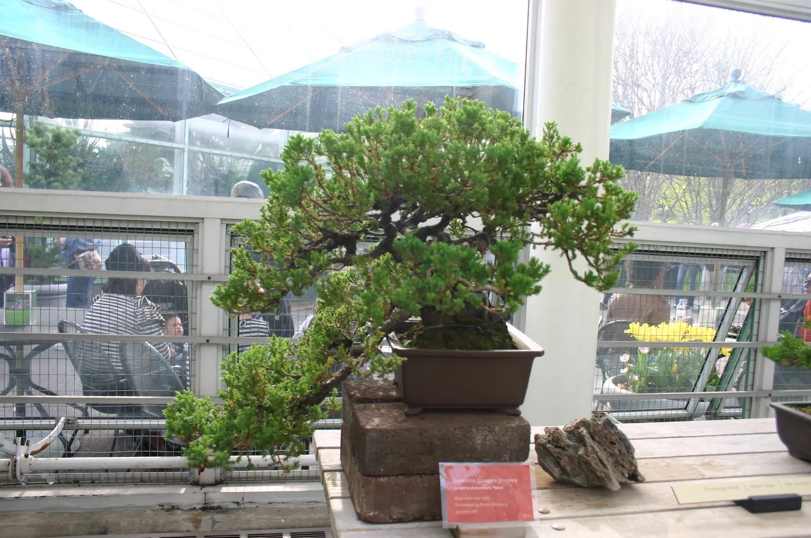 Dwarf Japanese Garden Juniper (Juniperus Procumbens 'Nana') — perfect for rock gardens or cascading over walls