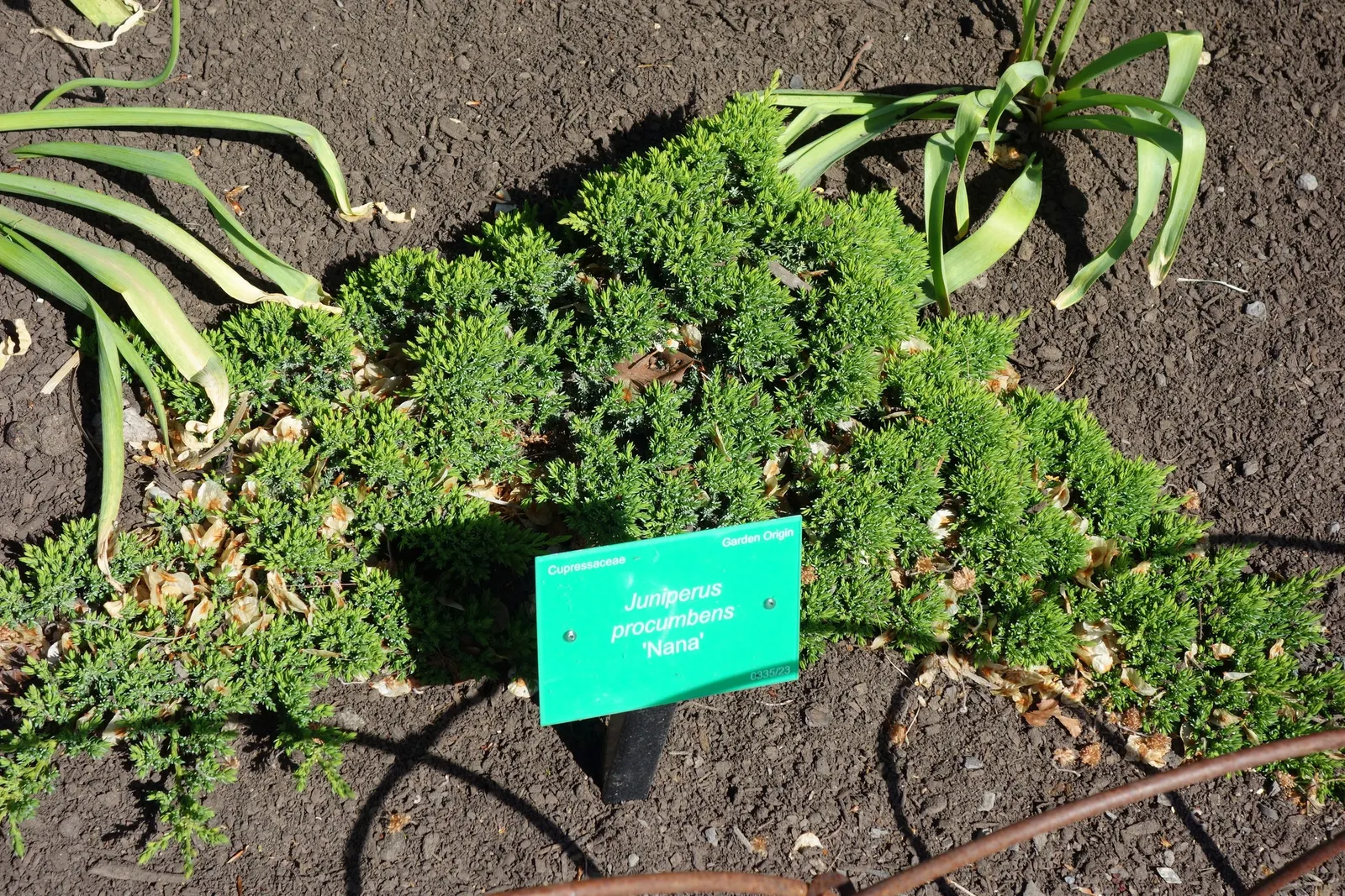 Dwarf Japanese Garden Juniper (Juniperus Procumbens 'Nana') — be sure to emphasize the easy care and striking texture this plant will bring to their garden