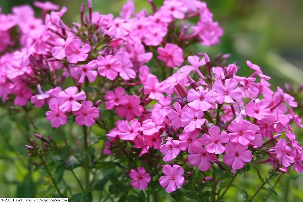 David Phlox (Phlox Paniculata 'David') — perennial for full or half
