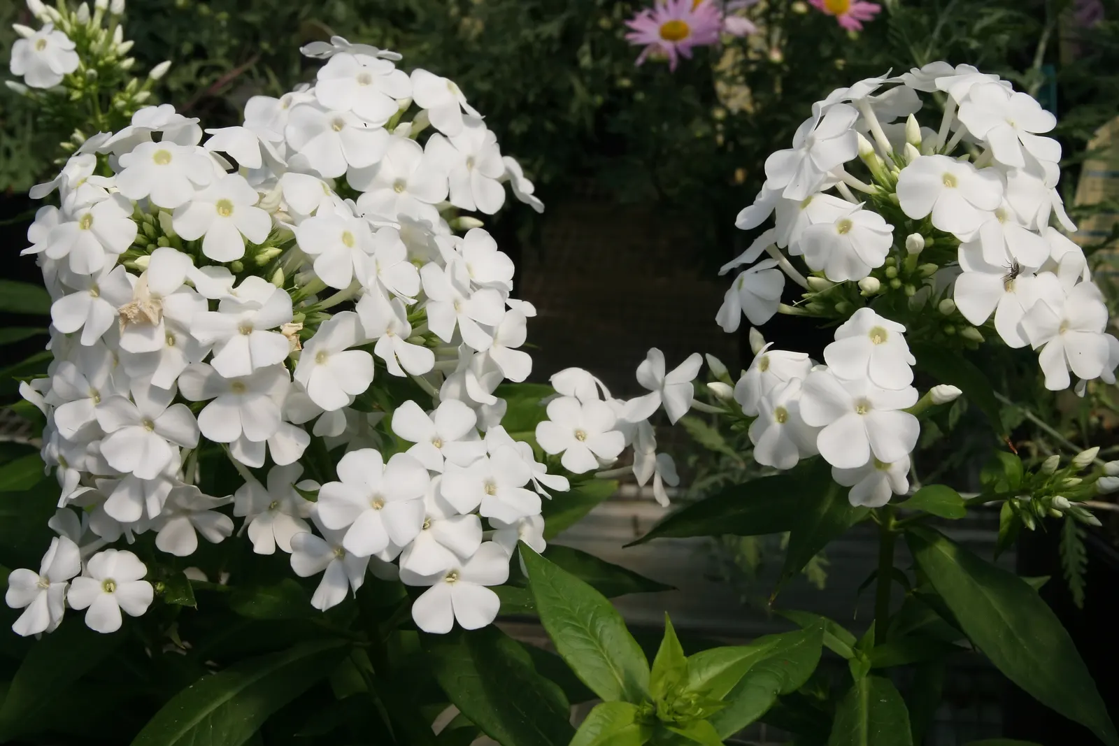 David Phlox (Phlox Paniculata 'David') — It thrives in well-draining soil with full sun to partial shade; phlox paniculata 'David' is a stunning perennial