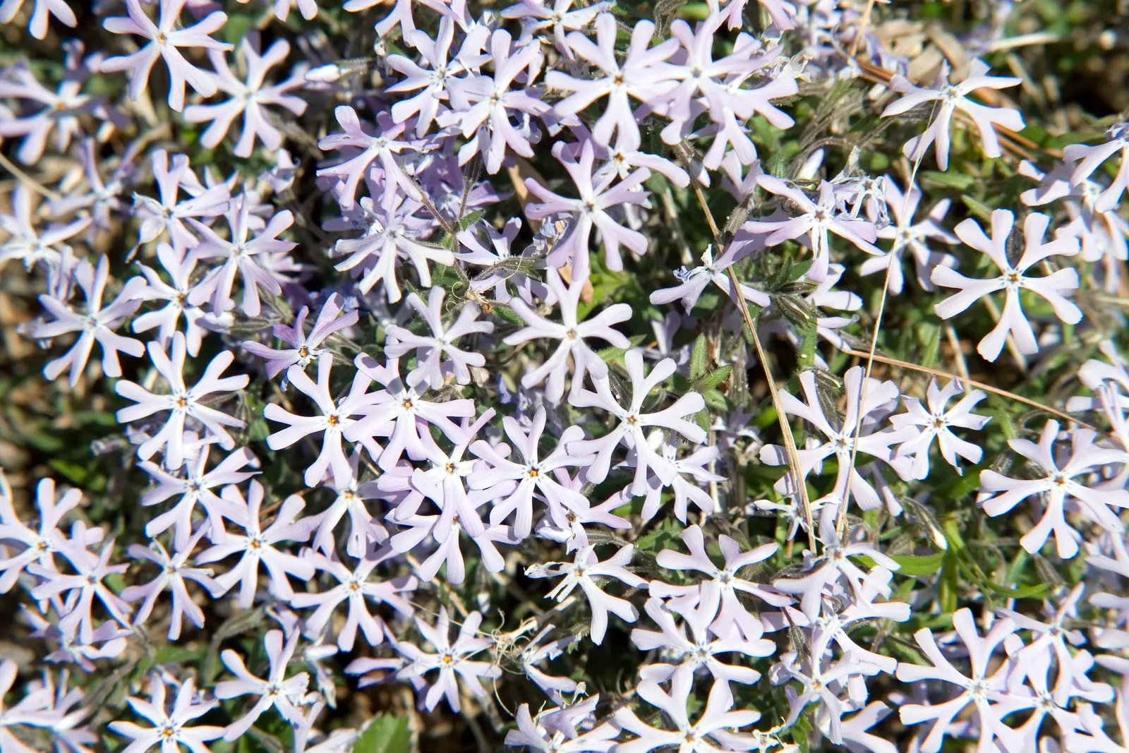 David Phlox (Phlox Paniculata 'David') — Blossoming profusely from mid to late summer