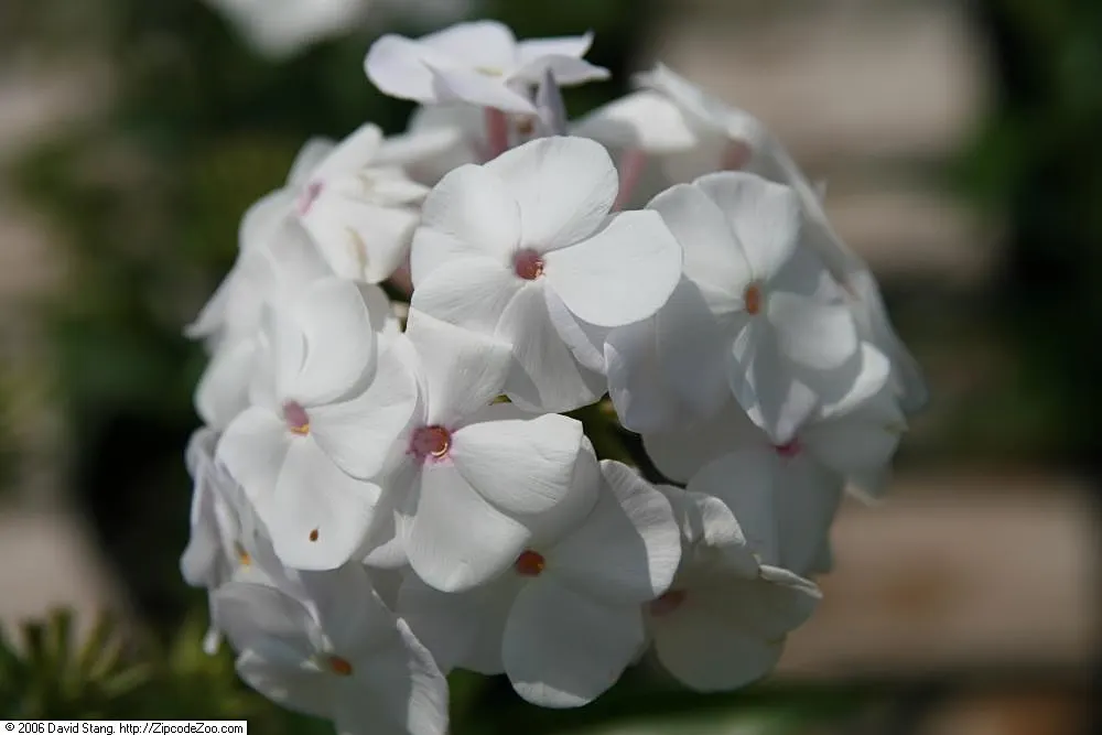 David Phlox (Phlox Paniculata 'David') — David Phlox becomes a focal point in any garden