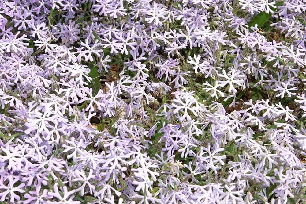 David Phlox (Phlox Paniculata 'David') — commonly referred to as David Phlox; this cultivar showcases dense clusters of pure white flowers that emit a sweet