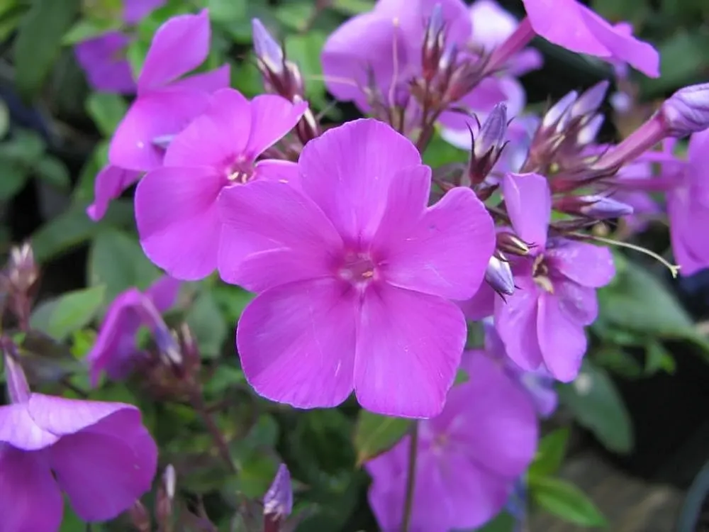 David Phlox (Phlox Paniculata 'David') — confirming its adaptability to a variety of climates