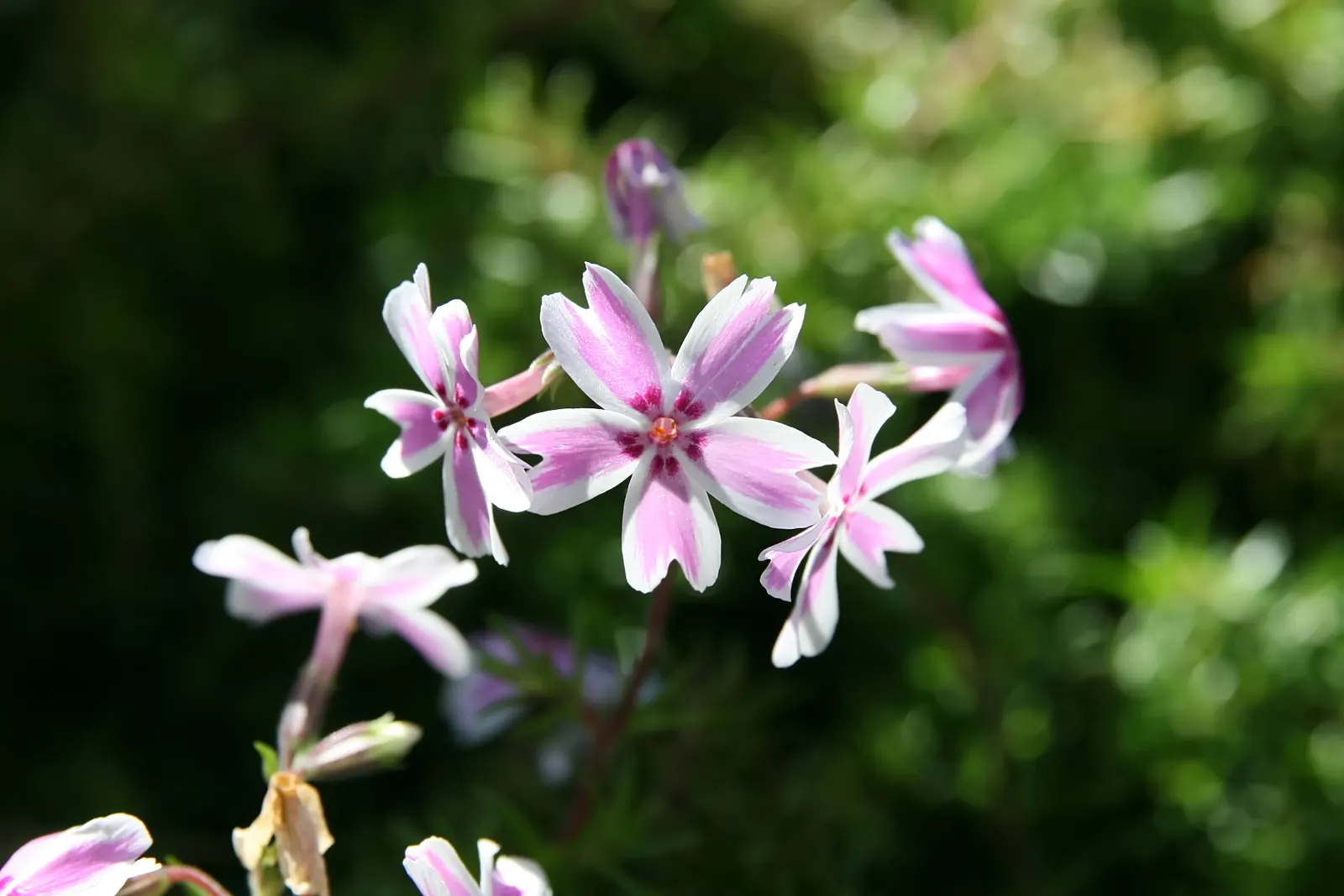 David Phlox (Phlox Paniculata 'David') — white flowers in the garden; fragrant blooms and robust disease resistance