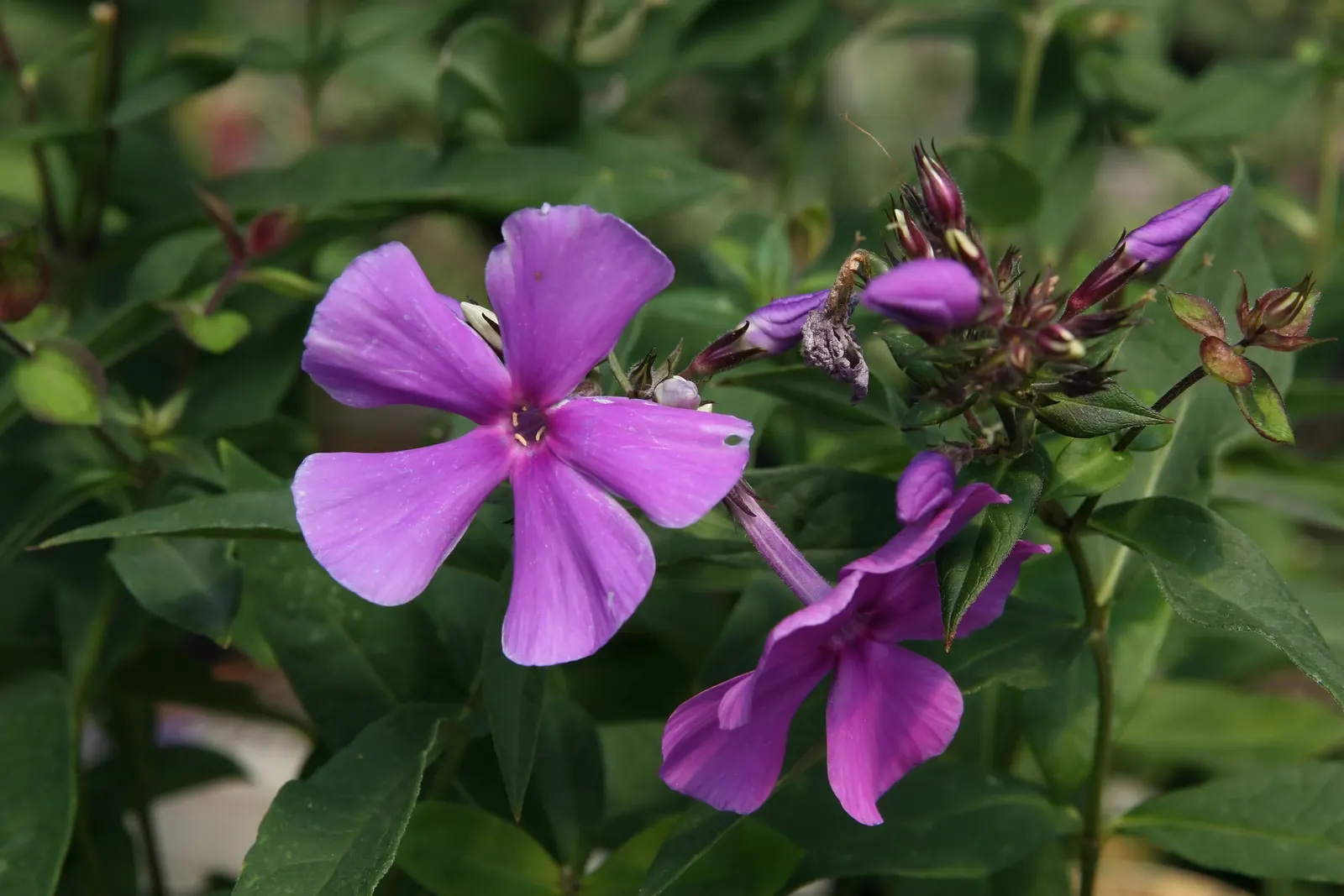 David Phlox (Phlox Paniculata 'David') — plant it in a location that provides full sun to partial shade; reaching up to 4 feet in height and spreading 2-3 feet