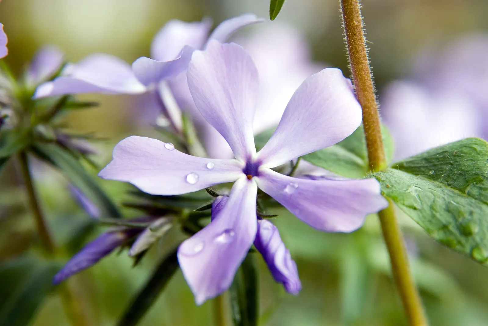 David Phlox (Phlox Paniculata 'David') — in well-drained soil with a pH leaning towards neutral to slightly alkaline.<br><br>With its upright habit; blossoming