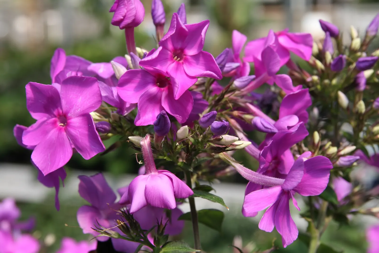 David Phlox (Phlox Paniculata 'David') — Reaching up to 4 feet in height and spreading 2-3 feet wide; plant it in a location that provides full sun, image 50