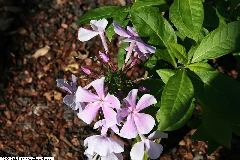 David Phlox (Phlox Paniculata 'David') — this summer bloomer is prized for its ability to attract pollinators; provide regular watering, especially during dry