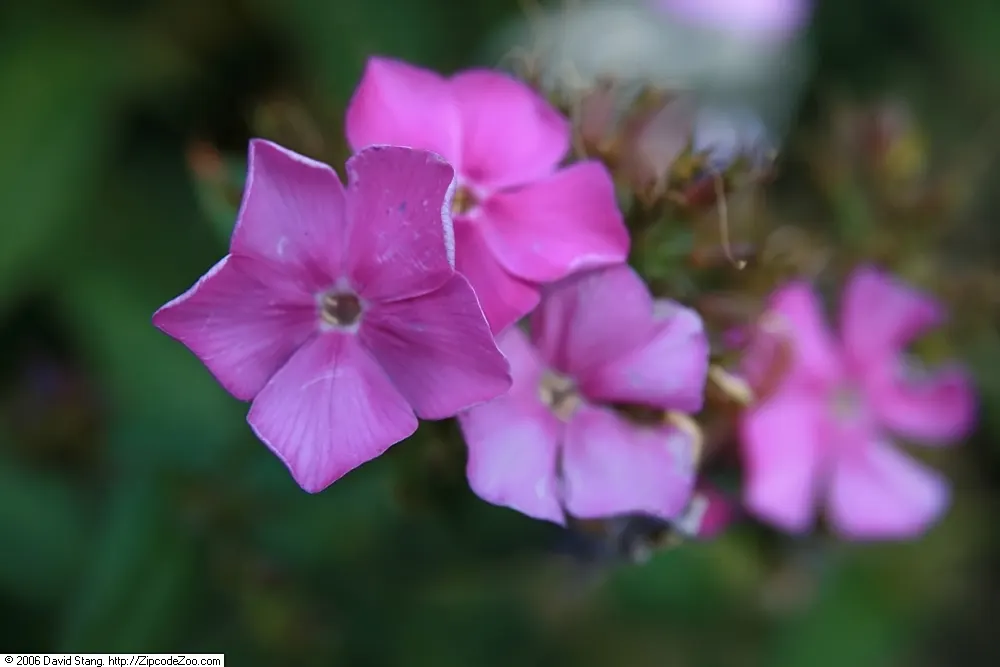 David Phlox (Phlox Paniculata 'David') — is a perennial plant lauded for its showy
