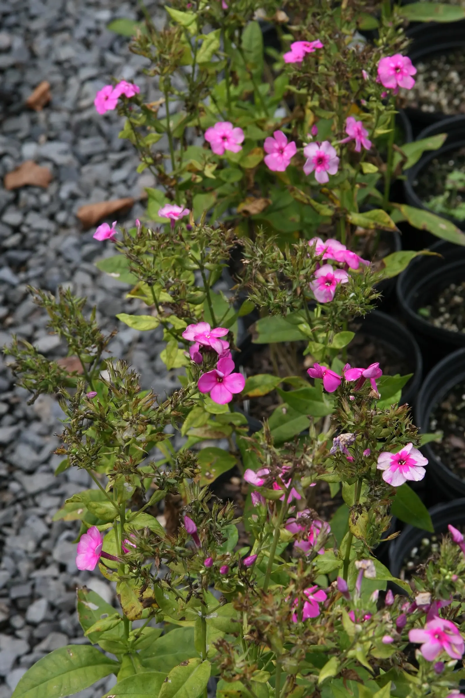 David Phlox (Phlox Paniculata 'David') — Blossoming profusely from mid to late summer; in well-drained soil with a pH leaning towards neutral to slightly