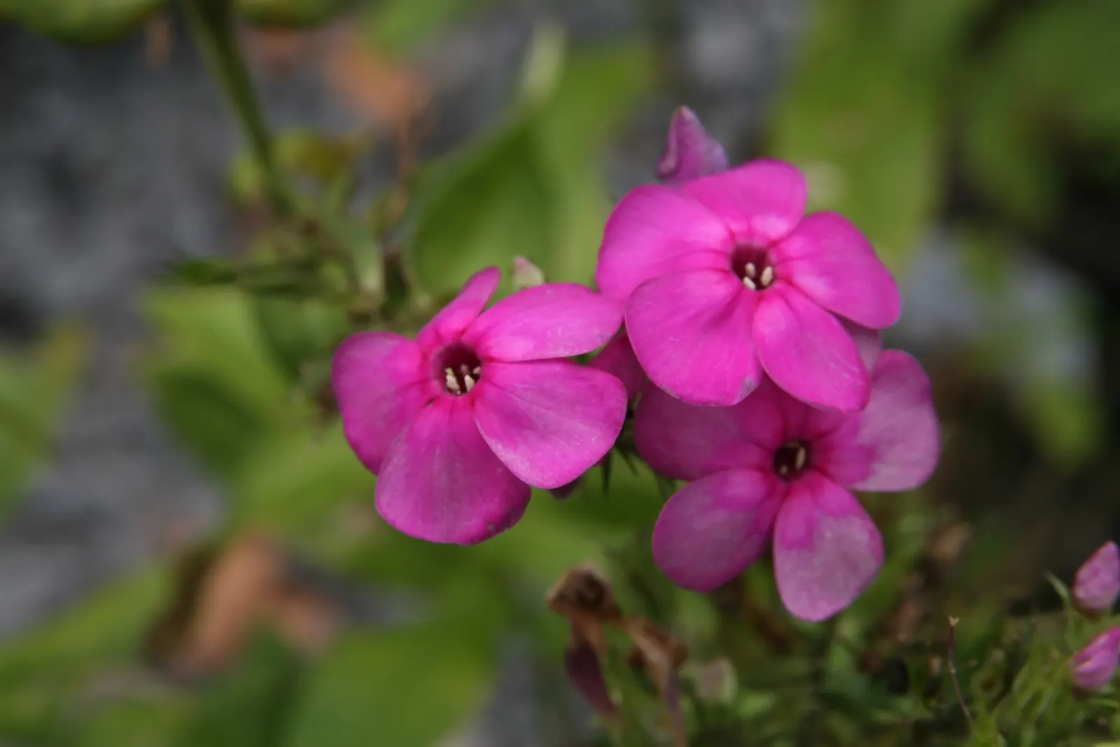 David Phlox (Phlox Paniculata 'David') — Phlox paniculata 'David' is a stunning perennial known for its fragrant, pure white blooms; it thrives in