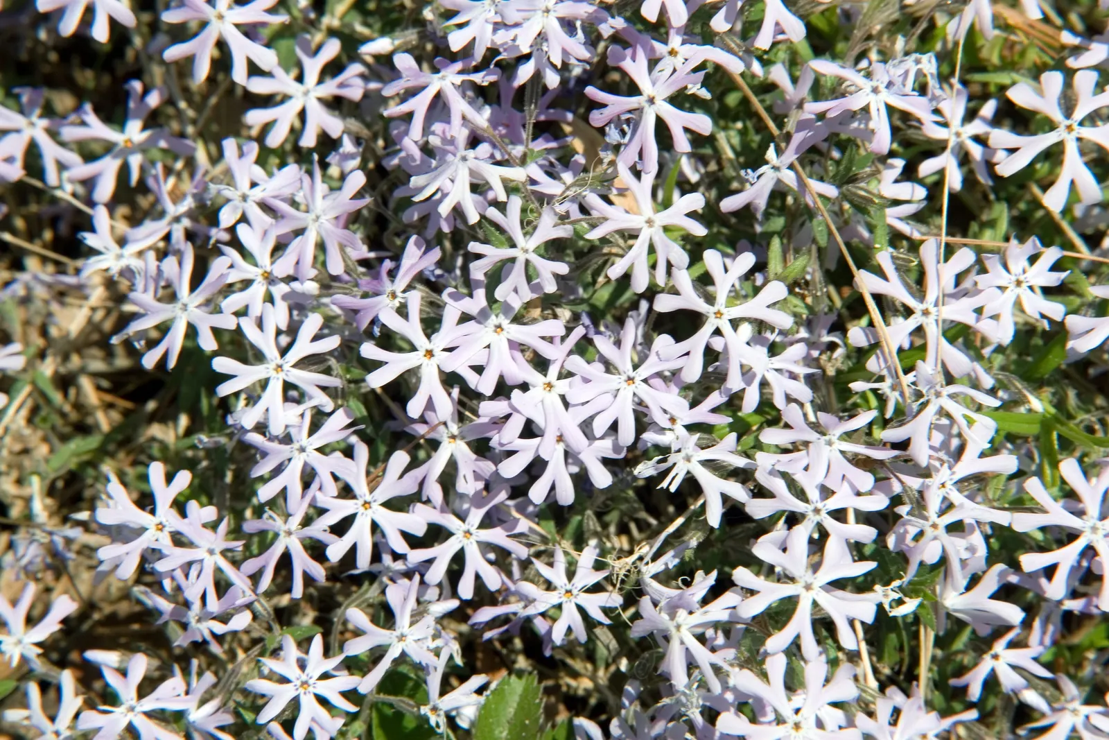 David Phlox (Phlox Paniculata 'David') — This cultivar showcases dense clusters of pure white flowers that emit a sweet aroma; commonly referred to as David