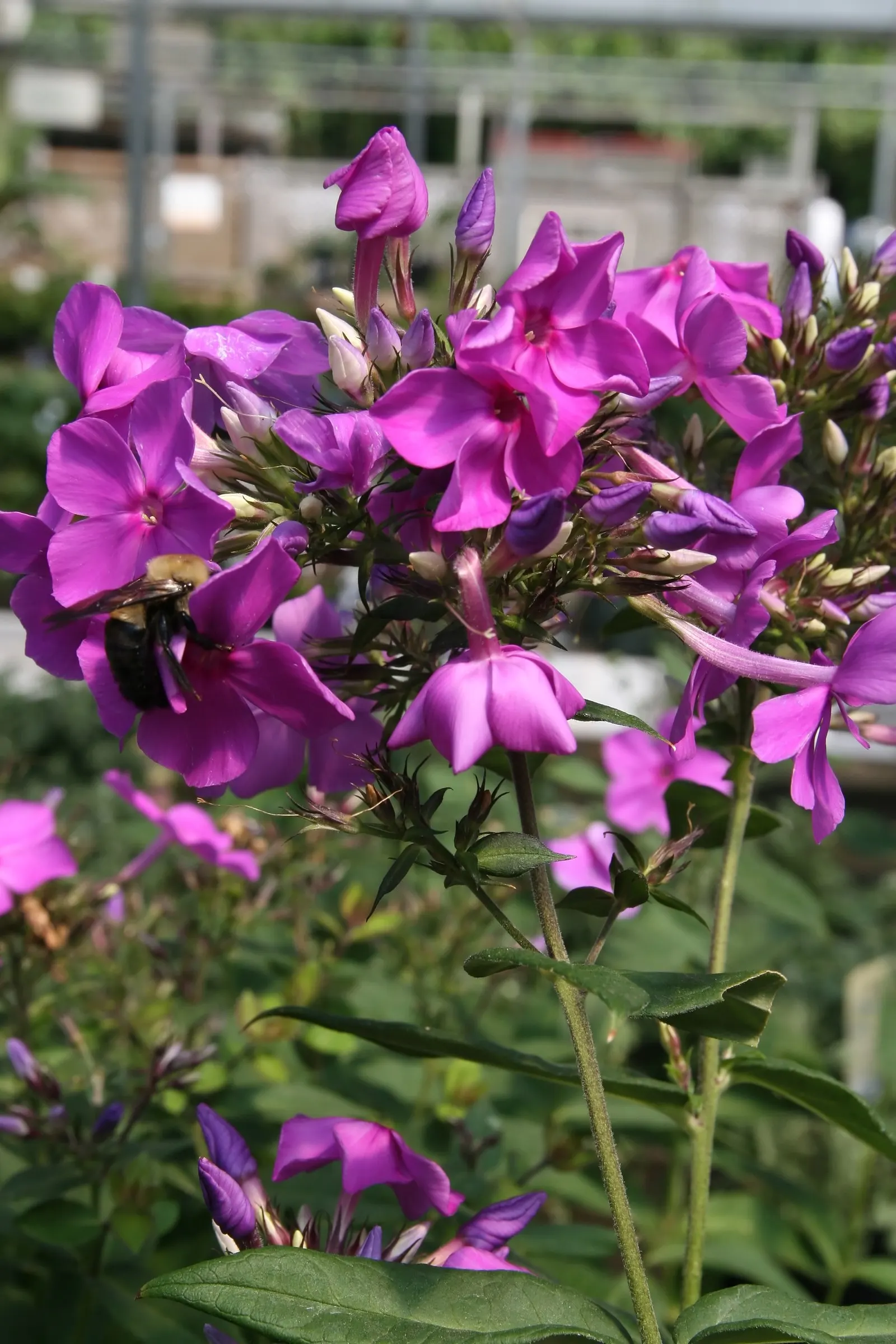 David Phlox (Phlox Paniculata 'David') — Provide regular watering, especially during dry spells, to maintain moisture; this summer bloomer is prized for its