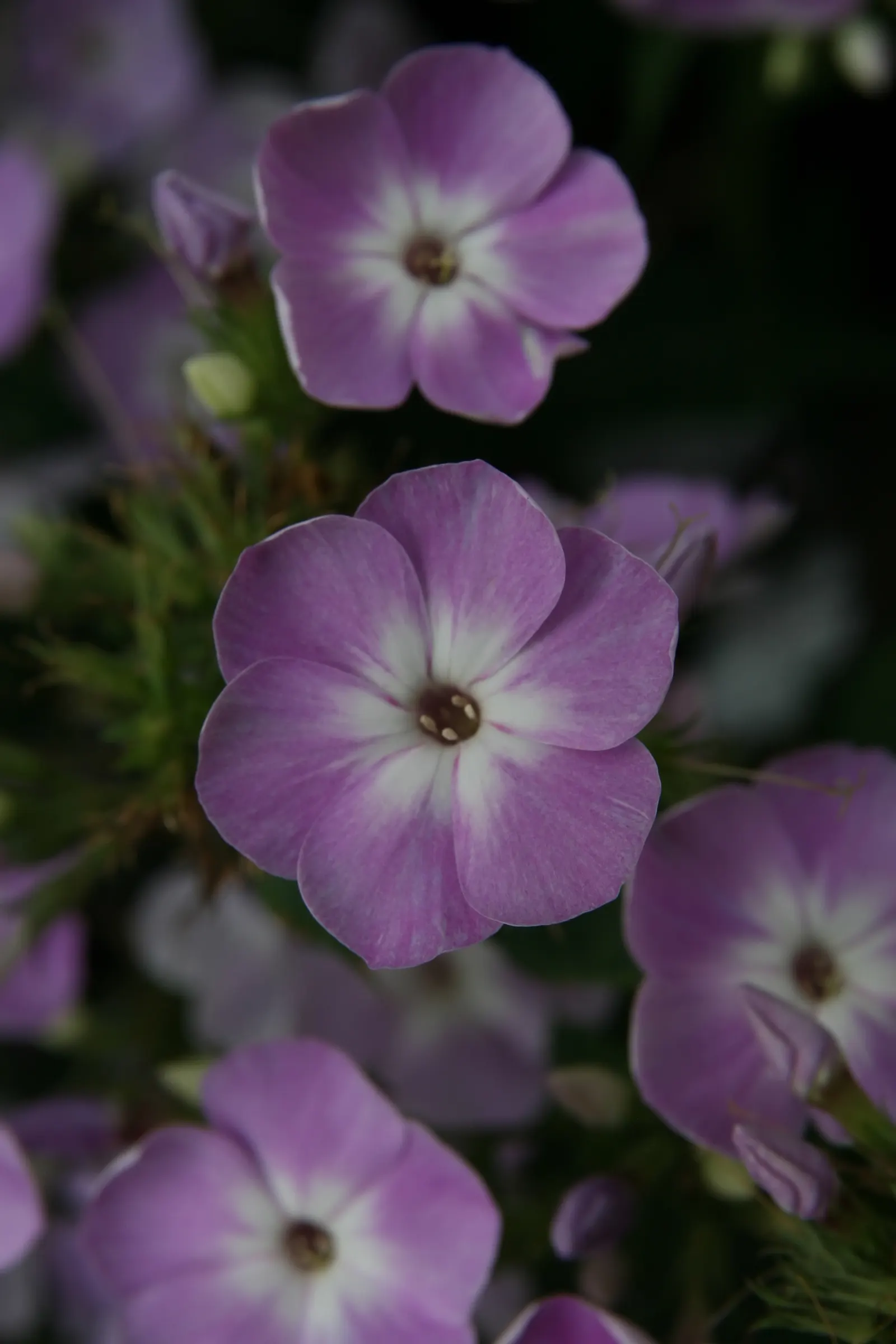 David Phlox (Phlox Paniculata 'David') — By incorporating David Phlox into the landscape