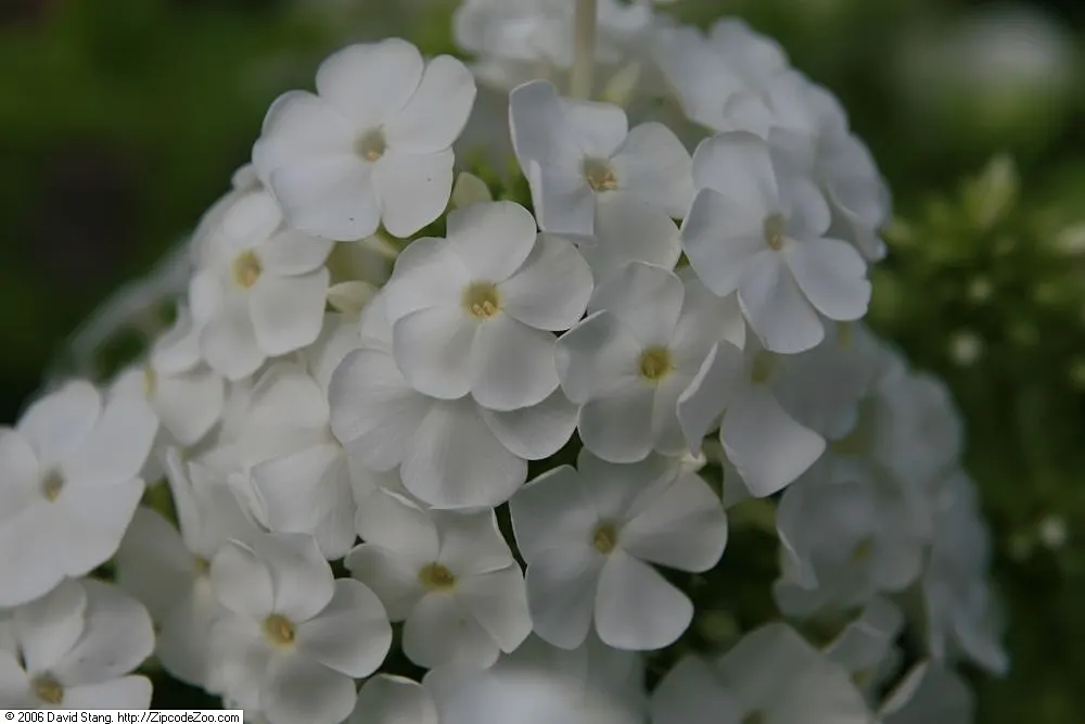 David Phlox (Phlox Paniculata 'David') — Phlox paniculata 'David' is a stunning perennial known for its fragrant, pure white blooms; it thrives in, image 49