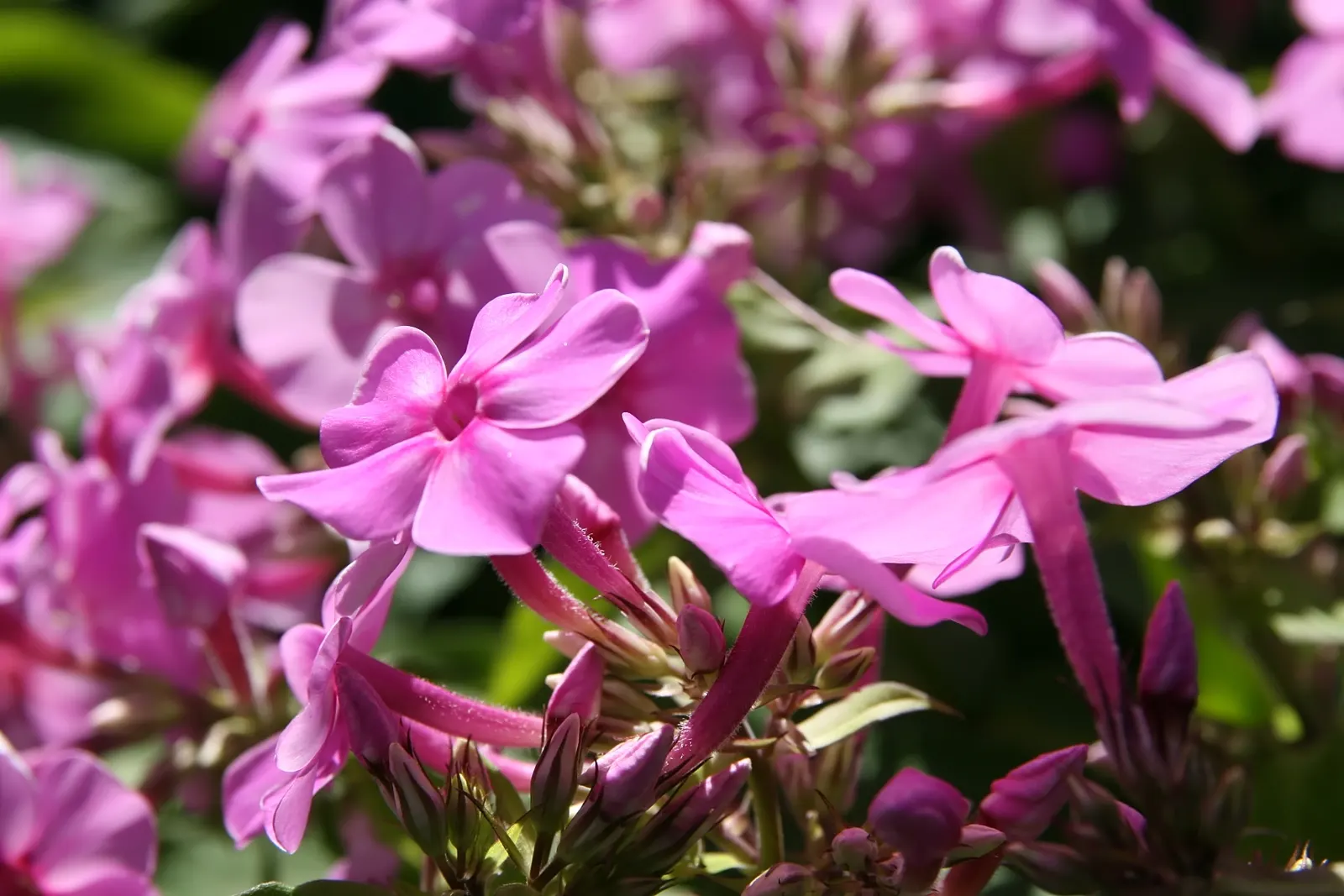 David Phlox (Phlox Paniculata 'David') — Phlox paniculata 'David' is a stunning perennial known for its fragrant, pure white blooms