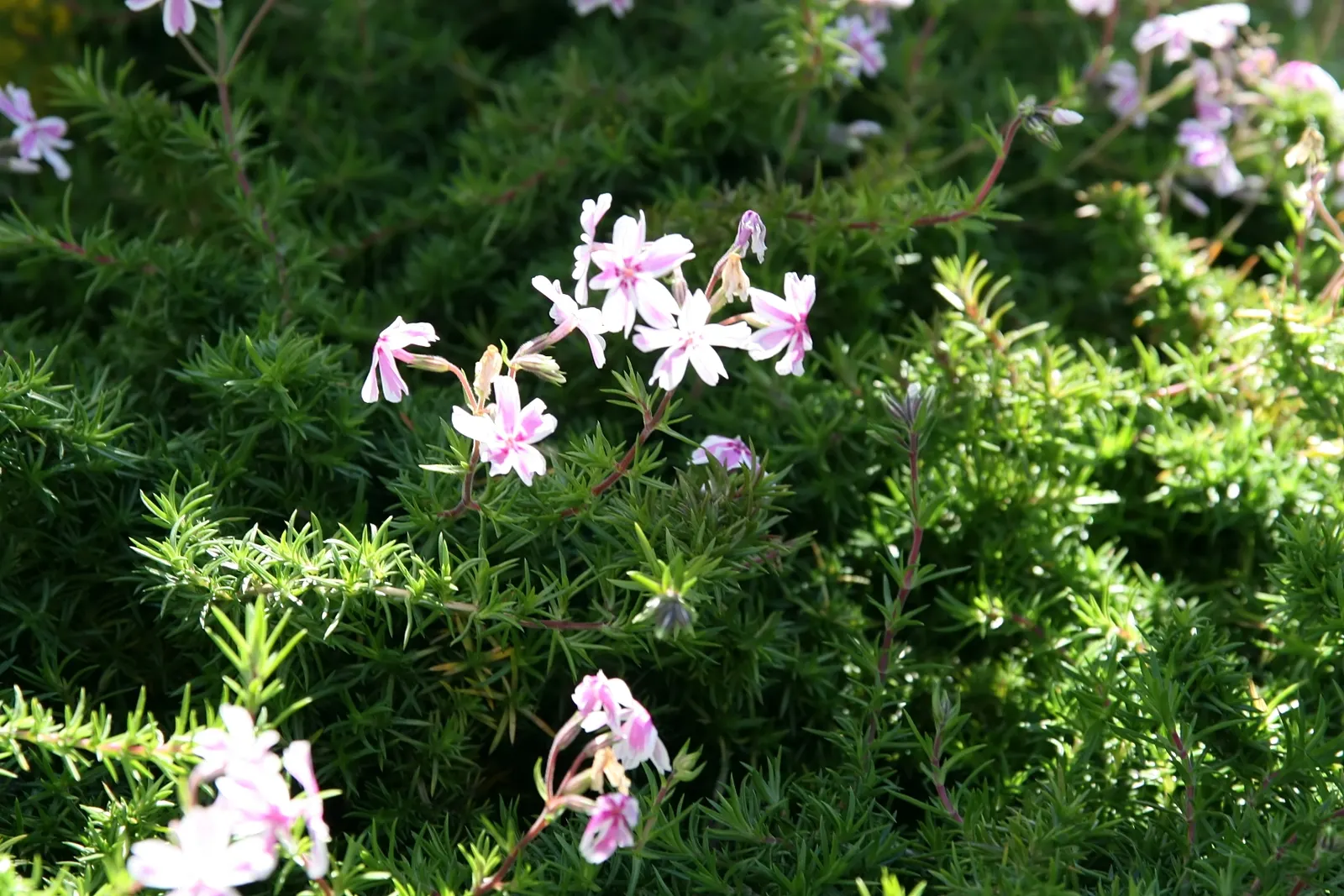 David Phlox (Phlox Paniculata 'David') — By incorporating David Phlox into the landscape; confirming its adaptability to a variety of climates