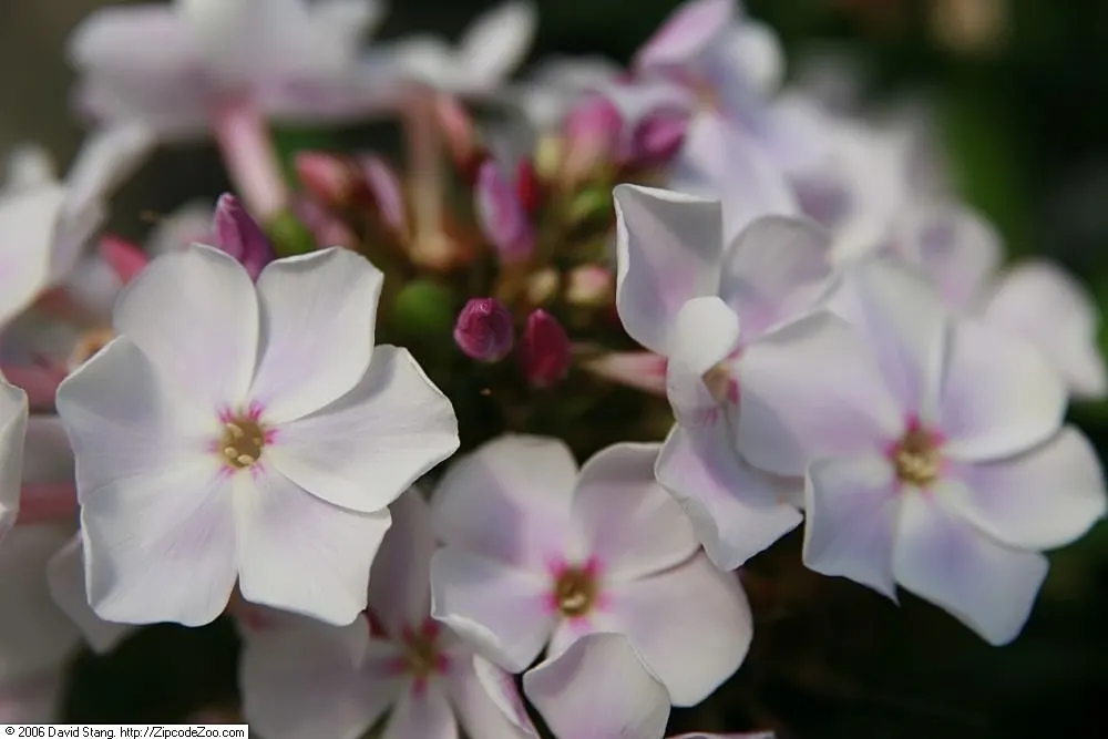 David Phlox (Phlox Paniculata 'David') — plant it in a location that provides full sun to partial shade