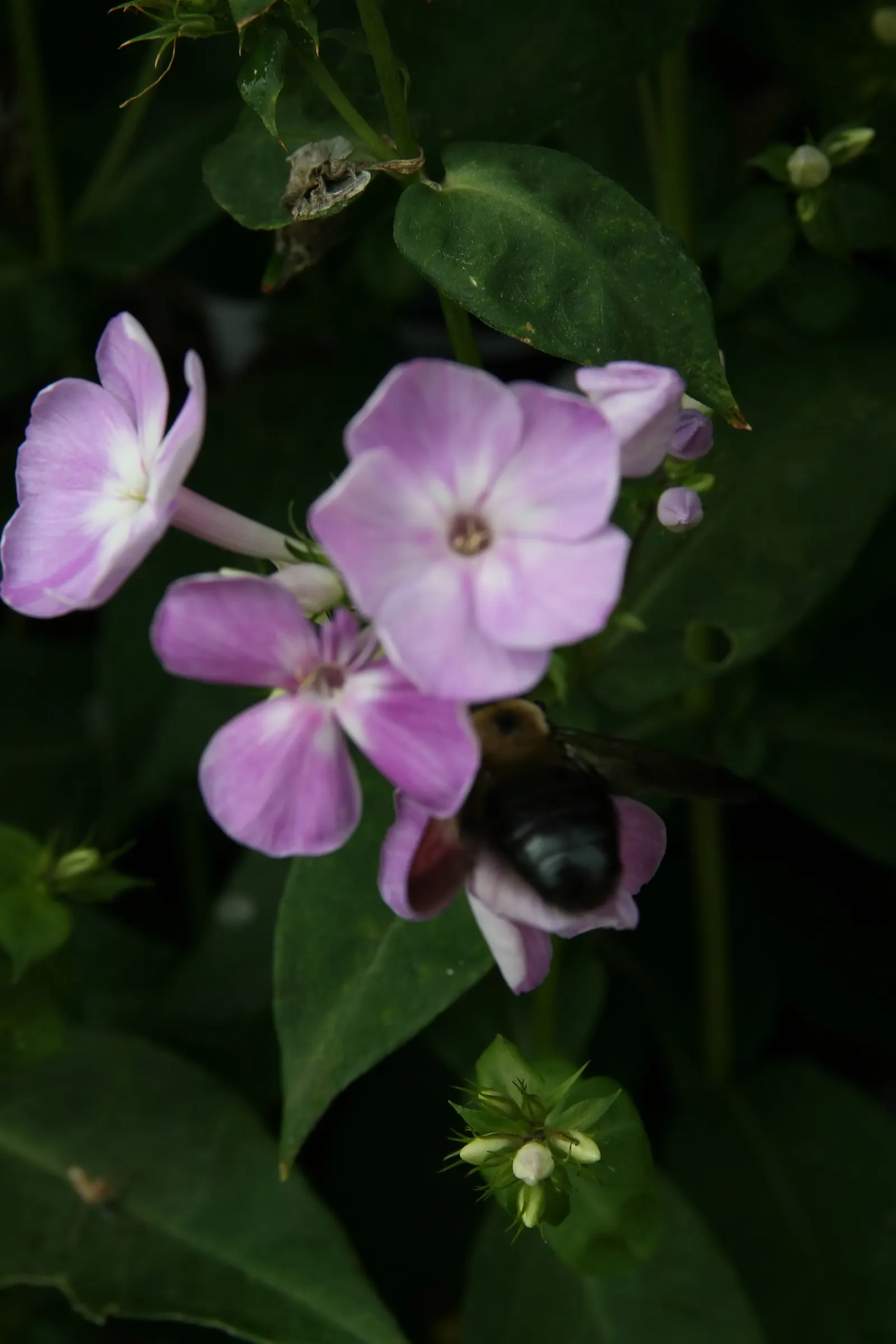 David Phlox (Phlox Paniculata 'David') — David Phlox serves well as a backdrop in borders or as part of a cottage garden theme