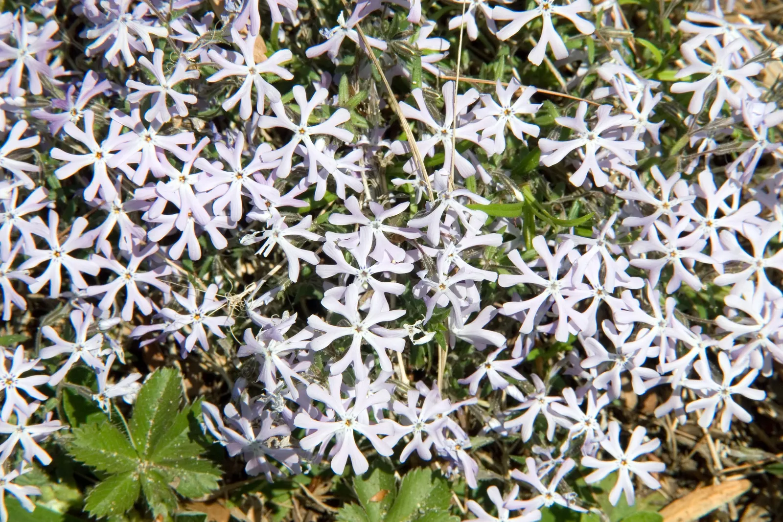 David Phlox (Phlox Paniculata 'David') — In addition to being aesthetically pleasing