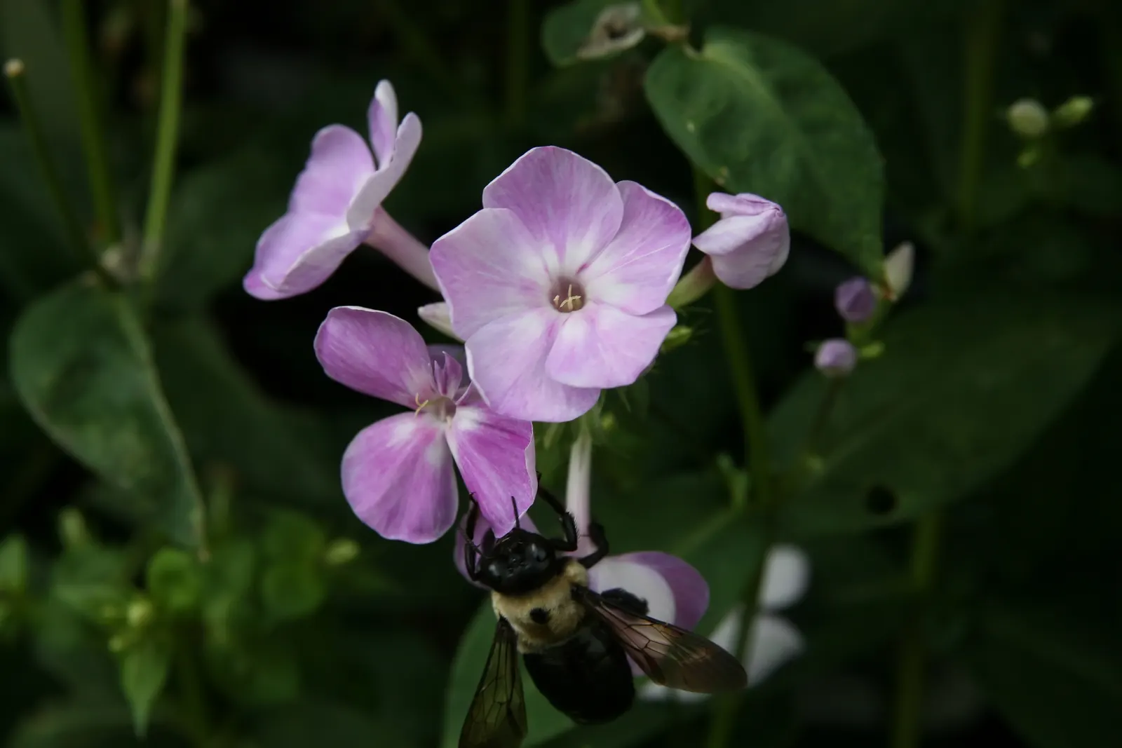 David Phlox (Phlox Paniculata 'David') — When planting, allot a space of about 18 to 24 inches between each specimen to promote ample air circulation