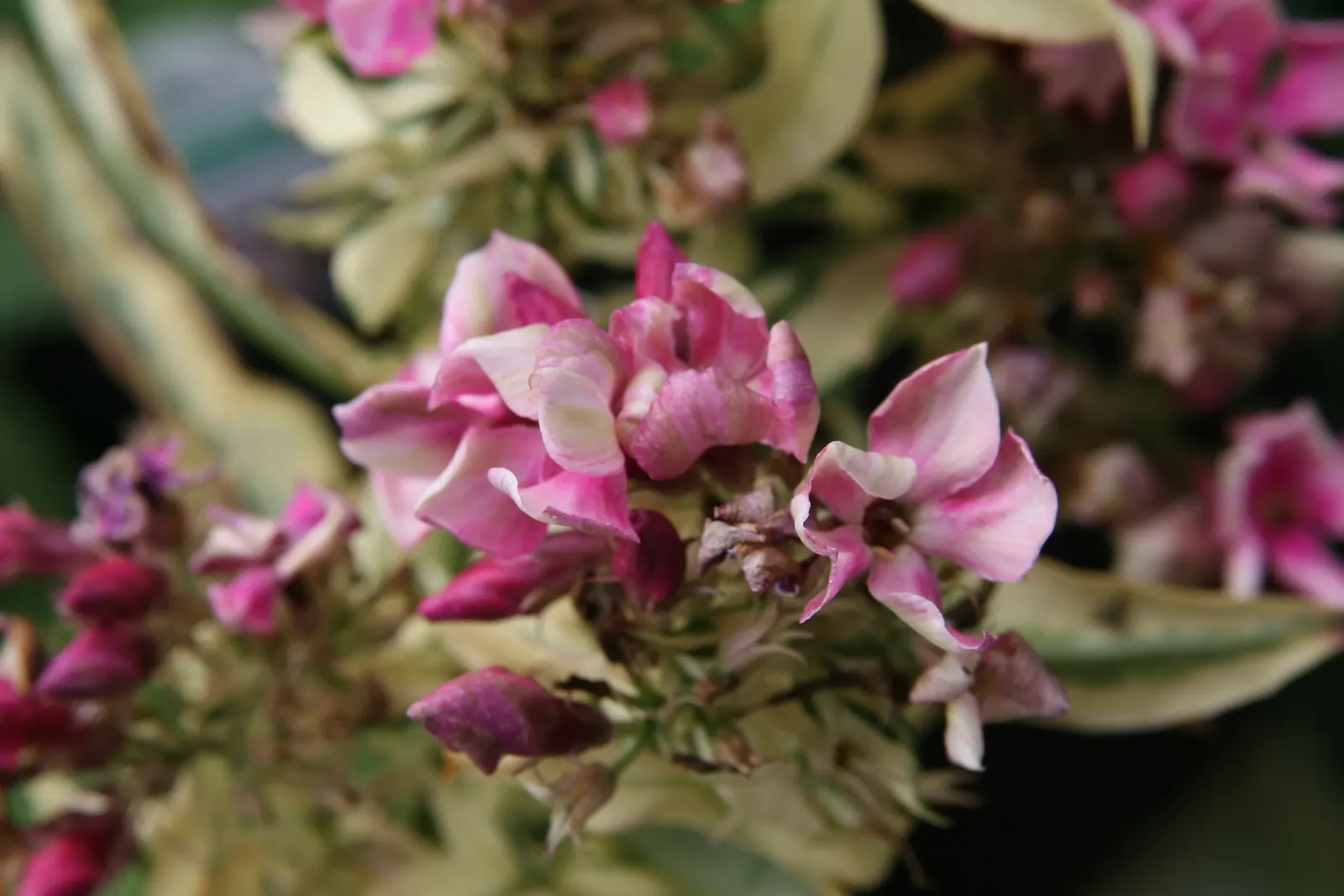 David Phlox (Phlox Paniculata 'David') — It thrives in well-draining soil with full sun to partial shade; phlox paniculata 'David' is a stunning, image 52