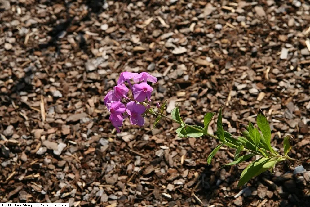 David Phlox (Phlox Paniculata 'David') — fragrant blooms and robust disease resistance