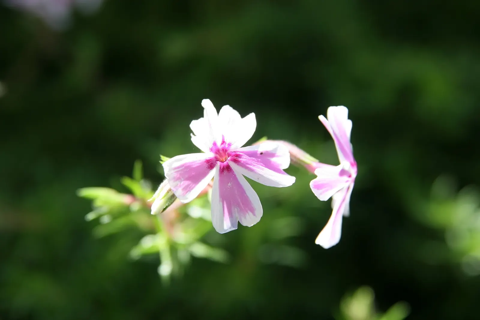 David Phlox (Phlox Paniculata 'David') — When planting, allot a space of about 18 to 24 inches between each specimen to promote ample air, image 38