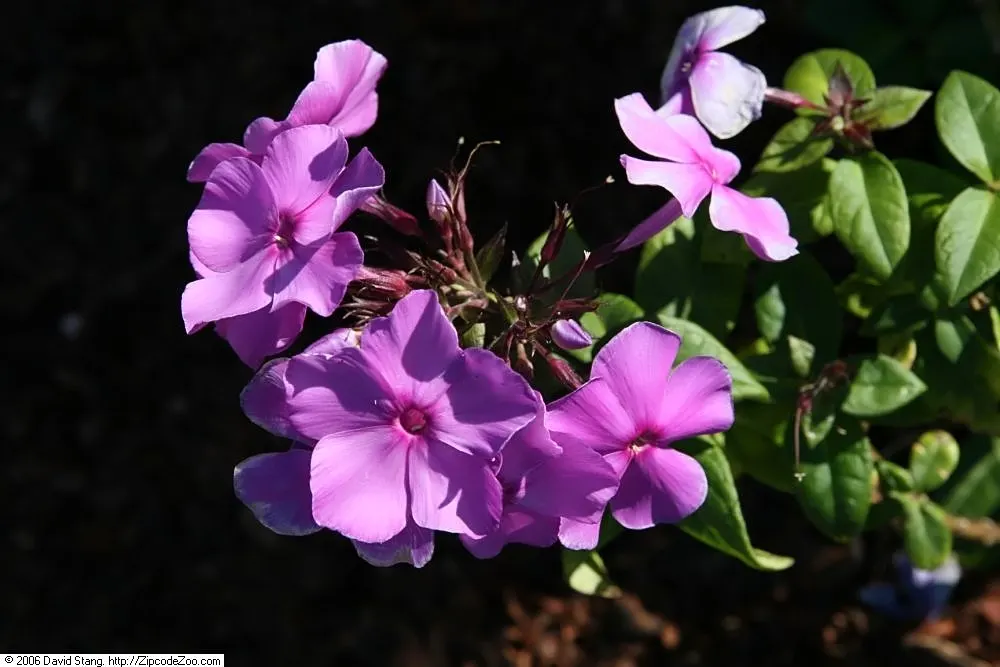 David Phlox (Phlox Paniculata 'David') — Phlox paniculata 'David' attracts pollinators such as butterflies and hummingbirds; david Phlox serves well as a