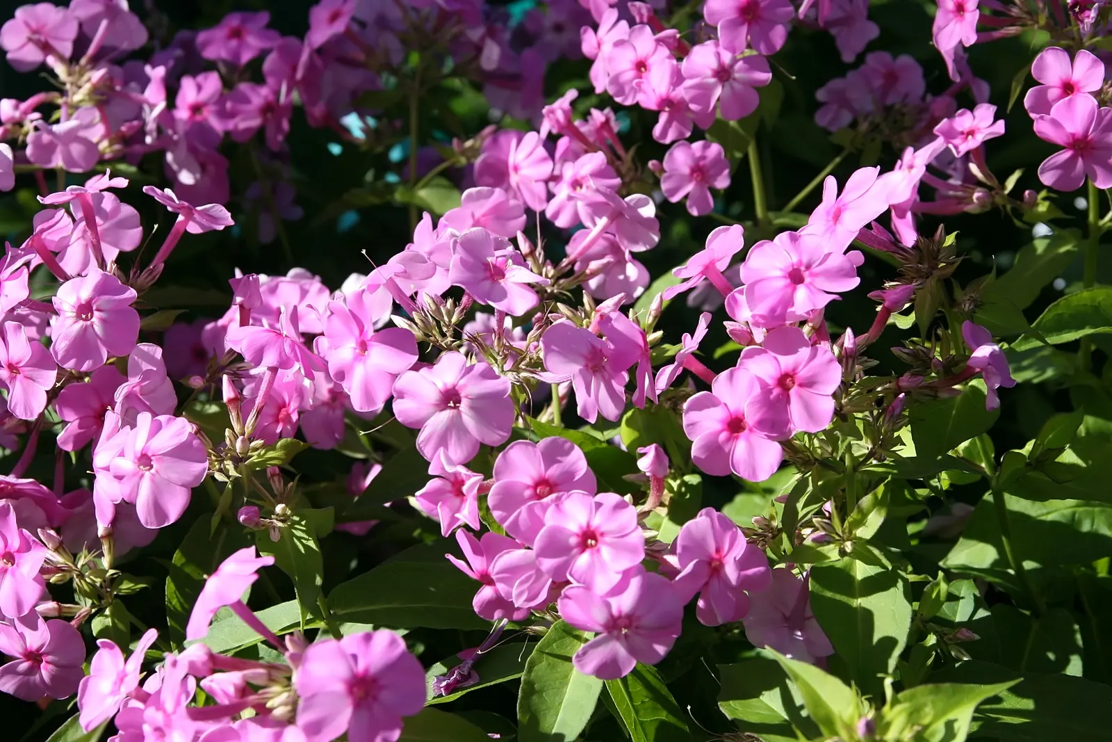 David Phlox (Phlox Paniculata 'David') — you invite both visual charm and sweet fragrance into the garden setting; perennial for full or half