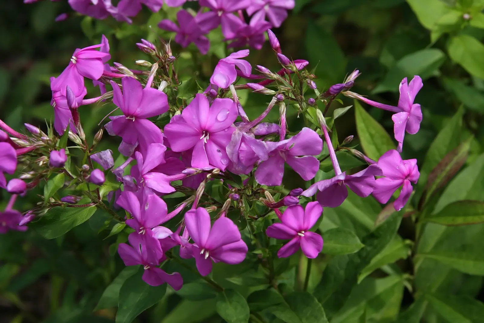 David Phlox (Phlox Paniculata 'David') — this summer bloomer is prized for its ability to attract pollinators