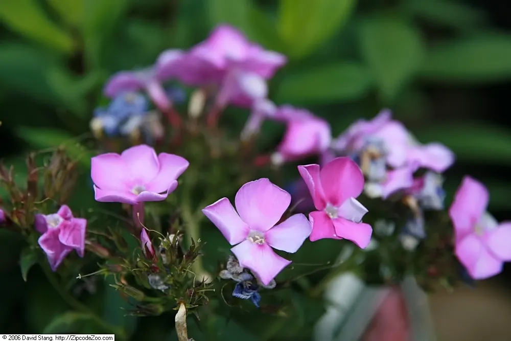David Phlox (Phlox Paniculata 'David') — you invite both visual charm and sweet fragrance into the garden setting