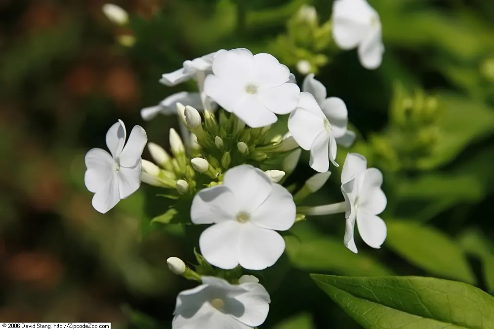 David Phlox (Phlox Paniculata 'David') — is a perennial plant lauded for its showy; in addition to being aesthetically pleasing, image 54