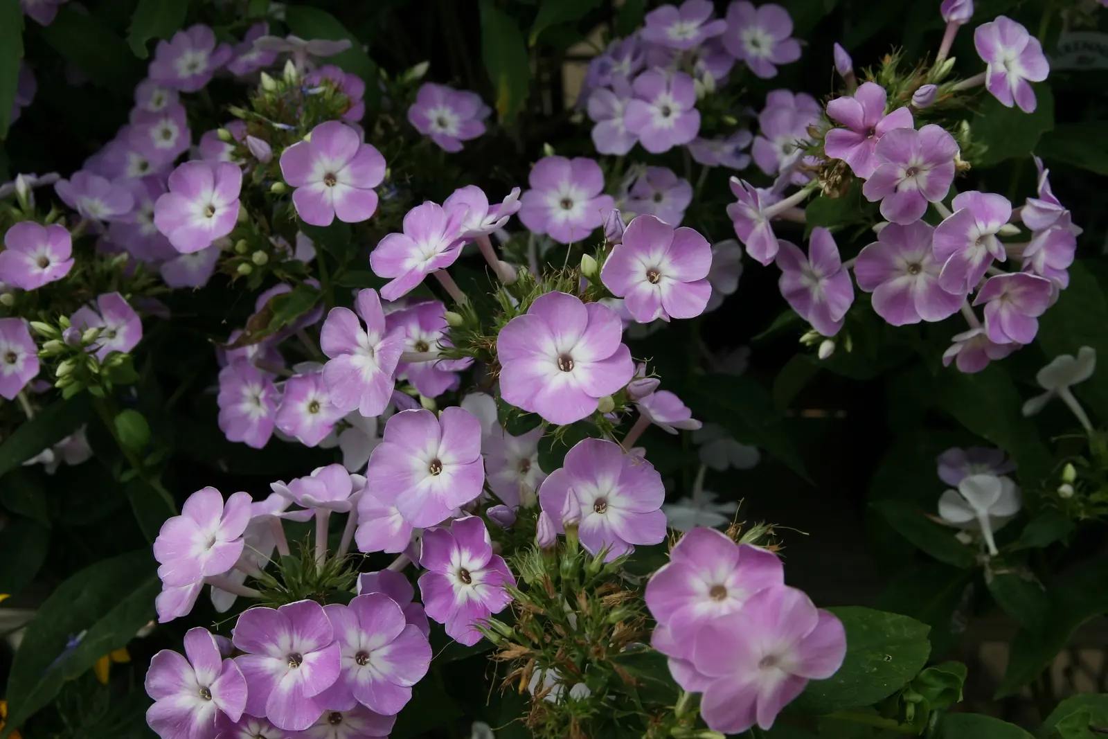 David Phlox (Phlox Paniculata 'David') — perennial with white blooms; when planting, allot a space of about 18 to 24 inches between each specimen to promote
