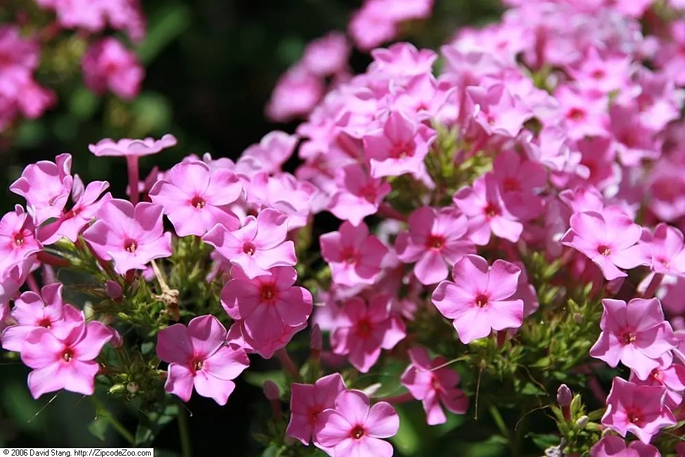 David Phlox (Phlox Paniculata 'David') — In addition to being aesthetically pleasing; is a perennial plant lauded for its showy