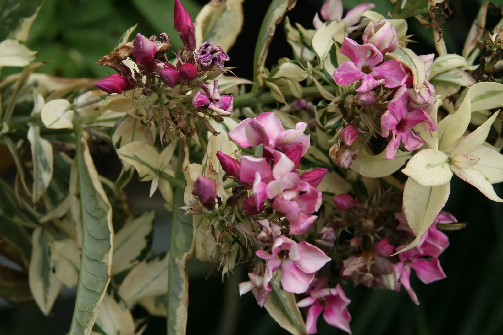David Phlox (Phlox Paniculata 'David') — commonly referred to as David Phlox; this cultivar showcases dense clusters of pure white flowers that, image 53